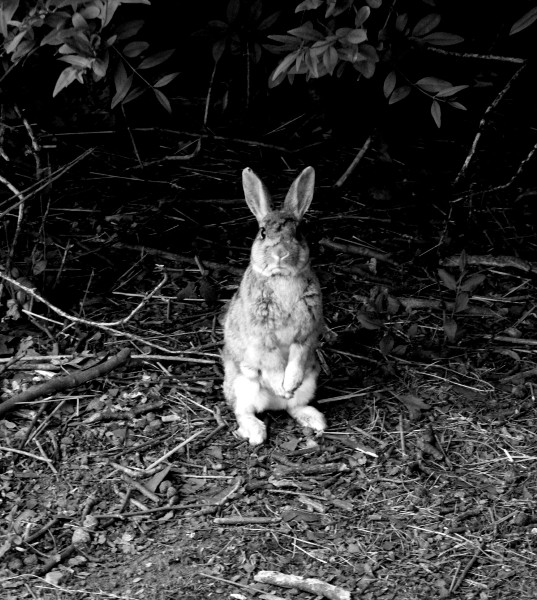 photography,Black & White ,Vienna, Bunny Rabbit, ,River Danube, wildlife,documentary